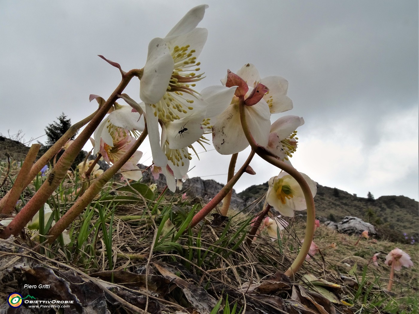 61  Ellebori (Helleborus niger)  in avanzata fioritura ancora in forma.JPG